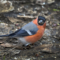 Buy canvas prints of Male Bullfinch looking at camera with food in beak by Kevin White