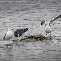 Buy canvas prints of Coot defending her nest against the invaders by Kevin White