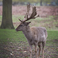 Buy canvas prints of I may be small but I do have big antlers by Kevin White