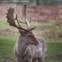 Buy canvas prints of Fallow deer thinking what a good set of antlers I have by Kevin White