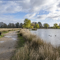 Buy canvas prints of Bushy Park walk after the rain by Kevin White