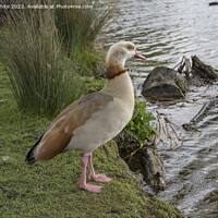Buy canvas prints of Springtime with Egyptian goose by Kevin White