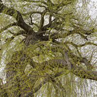 Buy canvas prints of View into the canopy of a Weeping Willow tree in spring by Kevin White