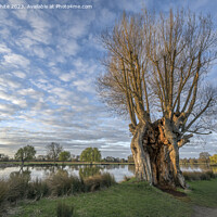 Buy canvas prints of Giant old tree still alive after many many years by Kevin White