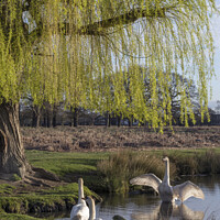Buy canvas prints of Family of Mute swans by Kevin White