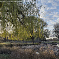 Buy canvas prints of Weeping Willow tree catches the light of  morning sunrise by Kevin White