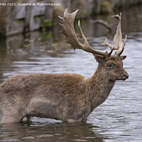 Buy canvas prints of Young stag deer braving the cold water by Kevin White