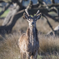 Buy canvas prints of Young stag deer watching me watching him by Kevin White