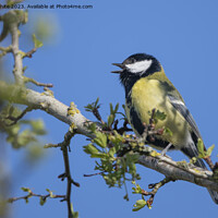 Buy canvas prints of Great tit singing in the  spring by Kevin White