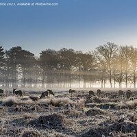 Buy canvas prints of Herd of deer as the sun rises by Kevin White