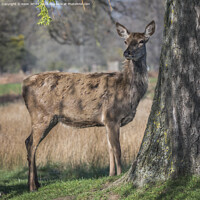 Buy canvas prints of Molting deer in the springtime by Kevin White