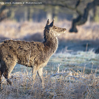 Buy canvas prints of Doe sniffing air in spring for a mate by Kevin White
