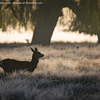 Buy canvas prints of silhouette of female deer at sunrise by Kevin White