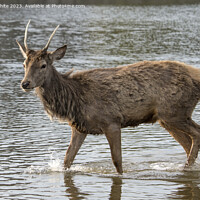 Buy canvas prints of Deer getting wet in local pond by Kevin White
