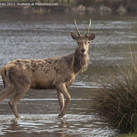 Buy canvas prints of Young stag crossing water looking for a mate by Kevin White