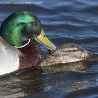Buy canvas prints of Close up Mallard ducks mating by Kevin White