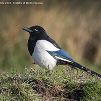 Buy canvas prints of Magpie in the long grass by Kevin White