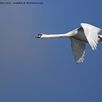 Buy canvas prints of Mute swan gliding through the air by Kevin White