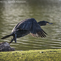 Buy canvas prints of Cormorant flying off after eating by Kevin White