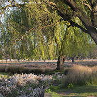 Buy canvas prints of Magnificent Weeping Willow trees by Kevin White