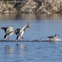 Buy canvas prints of Two male Mallards chasing a female by Kevin White