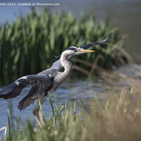 Buy canvas prints of Grey heron about to land by Kevin White