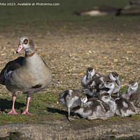 Buy canvas prints of Egyptian goose keeping a watchful eye on her brood by Kevin White