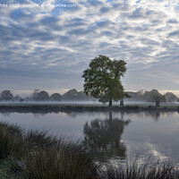 Buy canvas prints of Cold misty sunrise at Bushy Park Surrey by Kevin White
