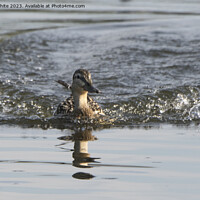 Buy canvas prints of Female Mallard duck making a splash landing by Kevin White