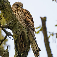 Buy canvas prints of Wild Kestrel resting on old tree by Kevin White