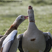 Buy canvas prints of A pair of geese singing out loud by Kevin White