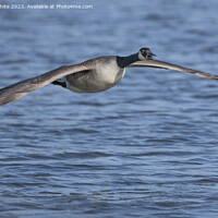 Buy canvas prints of Canada goose gliding across the water by Kevin White