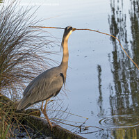 Buy canvas prints of Grey Heron finds large stick for nest by Kevin White