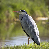 Buy canvas prints of Grey Heron just standing relaxing beside the stream by Kevin White