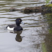 Buy canvas prints of Tufted Duck swimming back to nest by Kevin White