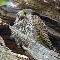 Buy canvas prints of Common kestrel calling from tree nest by Kevin White