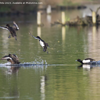 Buy canvas prints of Group of tufted ducks flying around by Kevin White
