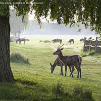 Buy canvas prints of Deer grazing under the willow tree by Kevin White