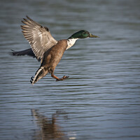 Buy canvas prints of Mallard duck coming into splash landing by Kevin White