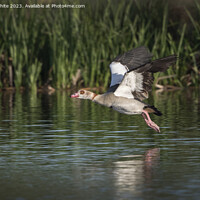 Buy canvas prints of Egyptian goose in full flight by Kevin White