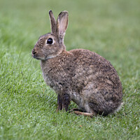 Buy canvas prints of Bright eyed wild rabbit by Kevin White