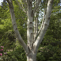 Buy canvas prints of Beautiful bark of the silver birch tree by Kevin White
