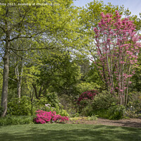 Buy canvas prints of Azaleas and Rhodedendrums walk at Wisley gardens by Kevin White