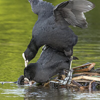 Buy canvas prints of Coots mating in the spring by Kevin White