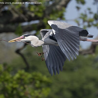 Buy canvas prints of Grey Heron flying with nesting material in beak by Kevin White