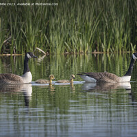 Buy canvas prints of Only two Canadian goslings survived by Kevin White