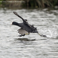 Buy canvas prints of Coot thinks he can walk on water by Kevin White
