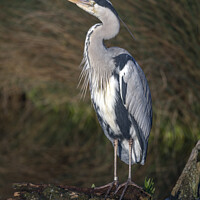 Buy canvas prints of Grey heron has spotted something in the sky by Kevin White