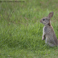 Buy canvas prints of Wild rabbit has seen something by Kevin White