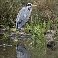 Buy canvas prints of Grey Heron standing on one leg by Kevin White